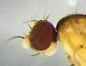 Anthomyza oblonga - photo 2