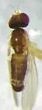 Anthomyza oblonga - photo 3