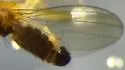 Anthomyza oblonga - photo 4