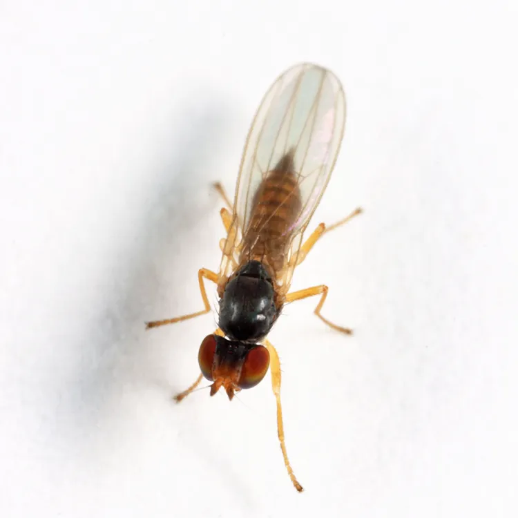 Anthomyza shewelli - photo 2