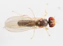 Anthomyza silvatica