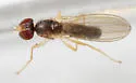 Anthomyza silvatica - photo 2