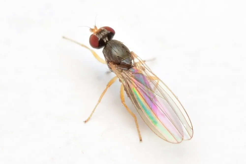 Anthomyza trifurca - photo 2