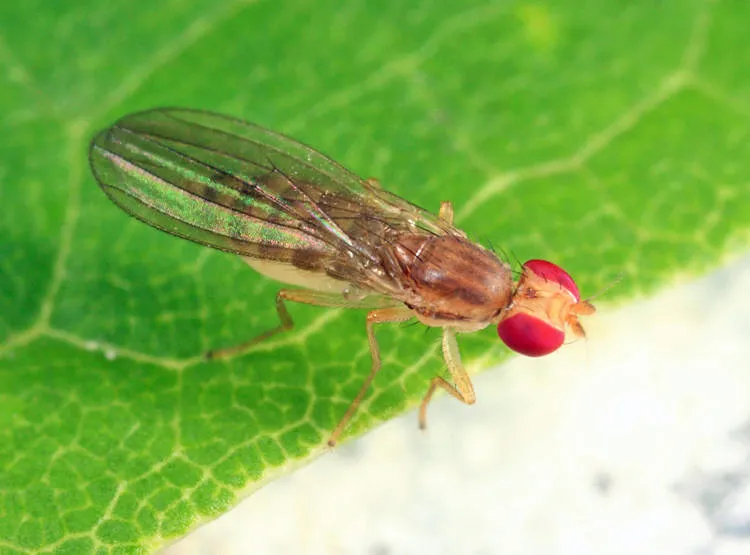 Anthomyza variegata - photo 2