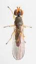 Anthomyza vulgaris