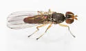 Anthomyza vulgaris - photo 2