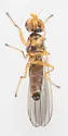 Anthomyza vulgaris - photo 3