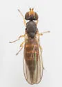 Anthomyza vulgaris - photo 4