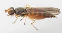 Anthomyza vulgaris - photo 5