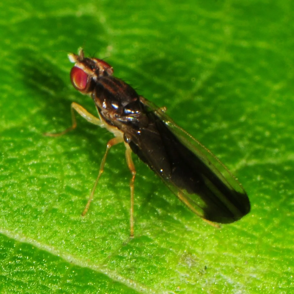 Anthomyzid Flies - photo 2