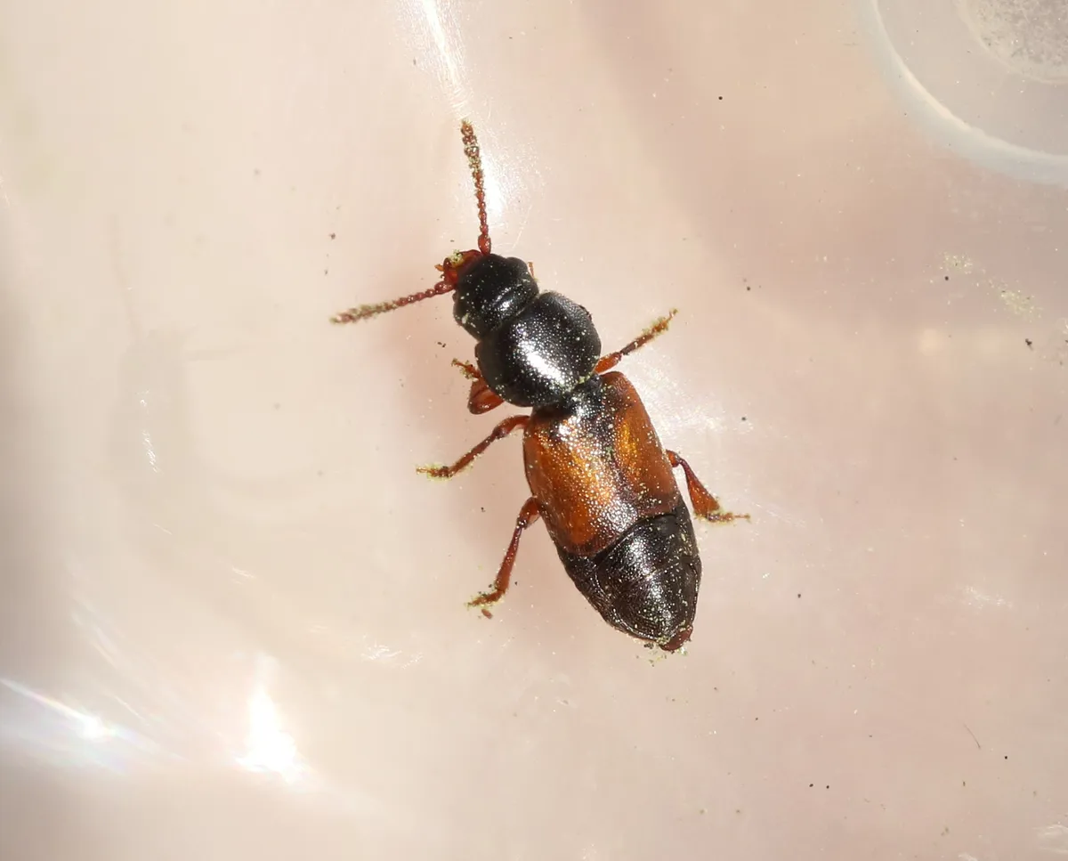 Anthonaeus agavensis - photo 3
