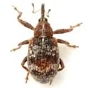 Anthonomopsis mixta - photo 2