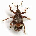 Anthonomopsis mixta - photo 4