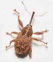 Anthonomus alboannulatus