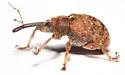 Anthonomus alboannulatus - photo 2