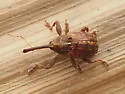 Anthonomus alboannulatus - photo 4