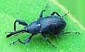 Anthonomus albopilosus