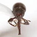 Anthonomus albopilosus - photo 2