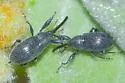 Anthonomus albopilosus - photo 3