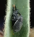 Anthonomus albopilosus - photo 4