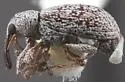 Anthonomus arenicolor - photo 2