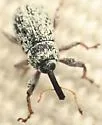 Anthonomus arenicolor - photo 3