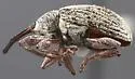 Anthonomus ater - photo 4