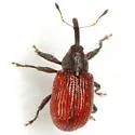 Anthonomus convictus