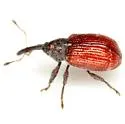 Anthonomus convictus - photo 2