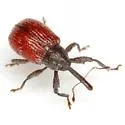 Anthonomus convictus - photo 3