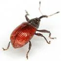 Anthonomus convictus - photo 4