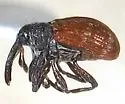 Anthonomus convictus - photo 5