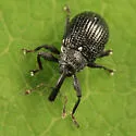 Anthonomus corvulus