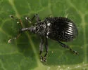 Anthonomus corvulus - photo 4