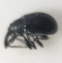 Anthonomus corvulus - photo 5