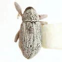 Anthonomus decipiens