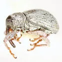Anthonomus decipiens - photo 2