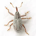 Anthonomus decipiens - photo 3