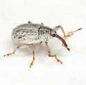 Anthonomus decipiens - photo 4