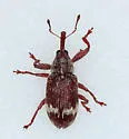 Anthonomus dentoni - photo 3