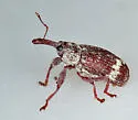 Anthonomus dentoni - photo 4