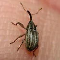 Anthonomus disjunctus - photo 2