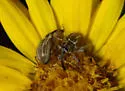Anthonomus disjunctus - photo 4