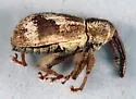 Anthonomus elongatus - Anthonomus elongatus