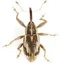 Anthonomus elongatus - photo 2