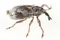 Anthonomus elongatus - photo 4