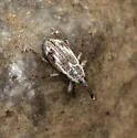 Anthonomus elongatus - photo 5