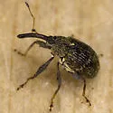 Pepper Weevil