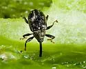 Pepper Weevil - photo 2