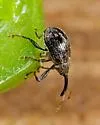 Pepper Weevil - photo 3